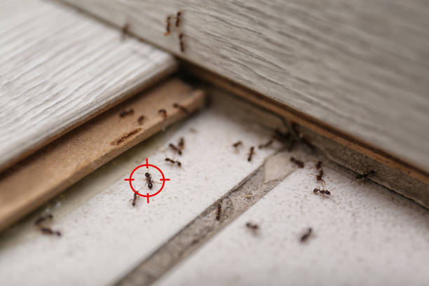 Best Commercial Pest Control Services  in Collinsville, TX