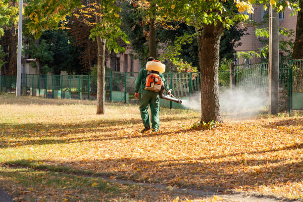 Best Termite Control Services  in Collinsville, TX