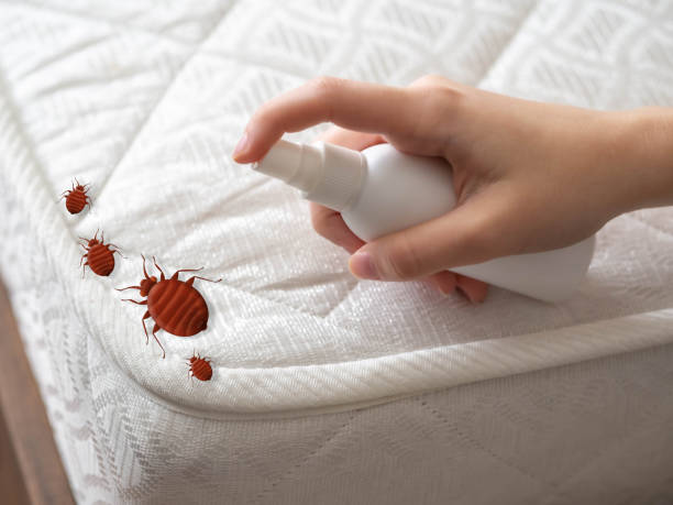 Best Mosquito Control Services  in Collinsville, TX