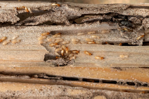 Best Affordable Pest Control Services  in Collinsville, TX