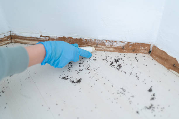 Best Best Pest Control Companies  in Collinsville, TX